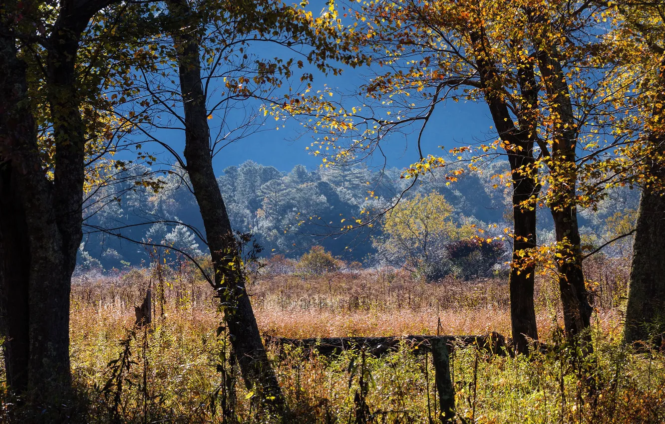 Photo wallpaper light, thickets, forest, trees, branches, autumn, blue