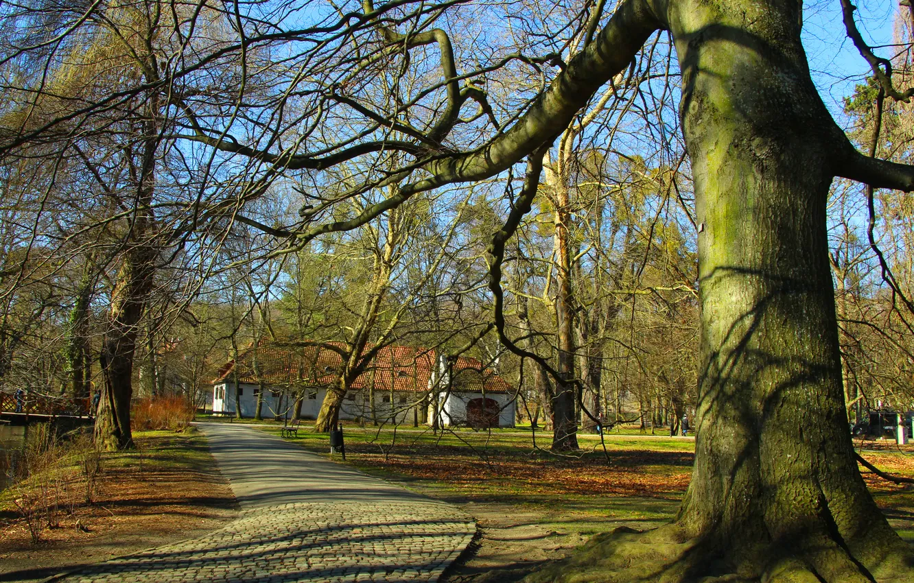 Photo wallpaper park, old, tree, alley