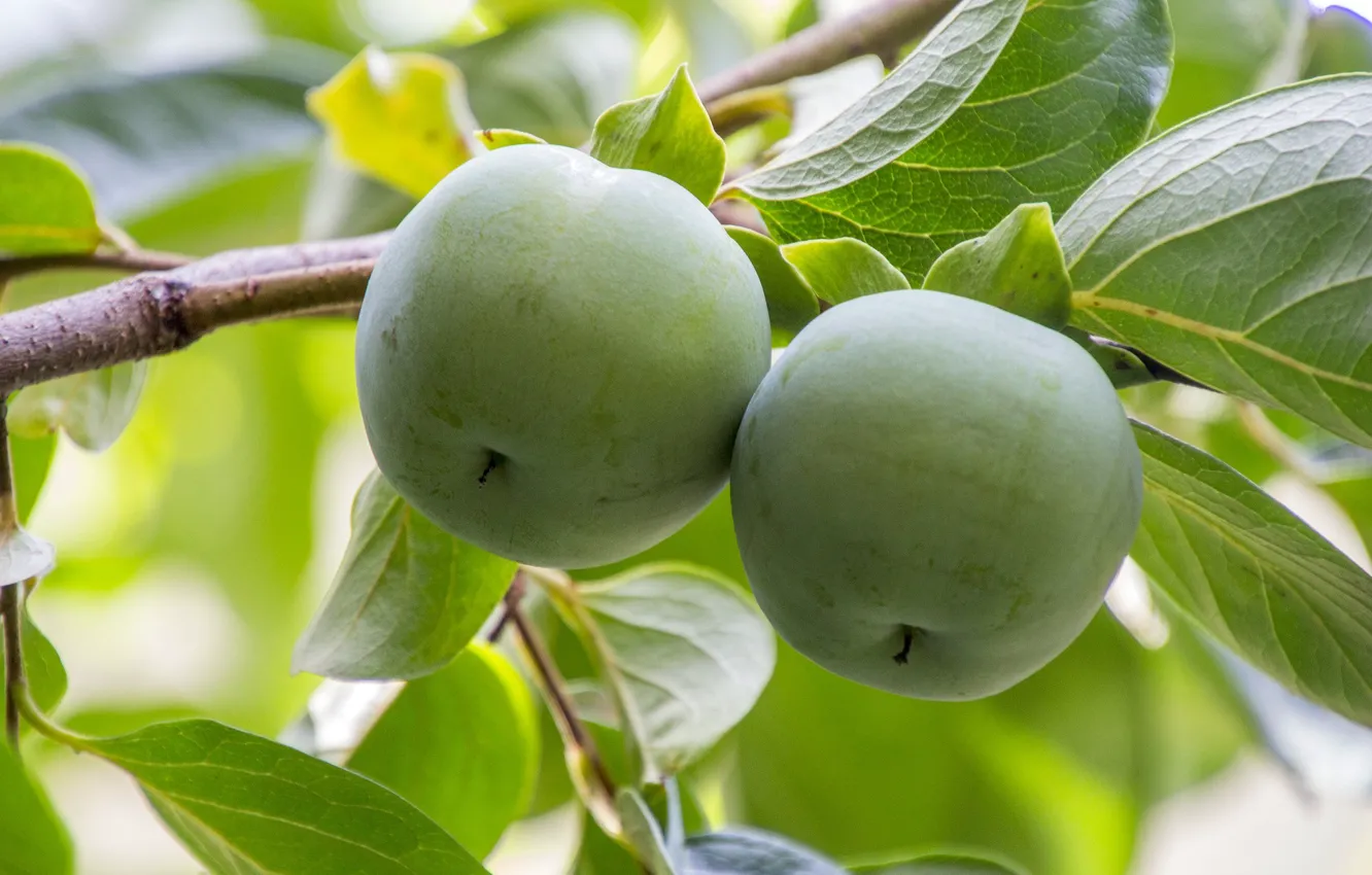 Photo wallpaper trees, nature, sprig, apples, fruit