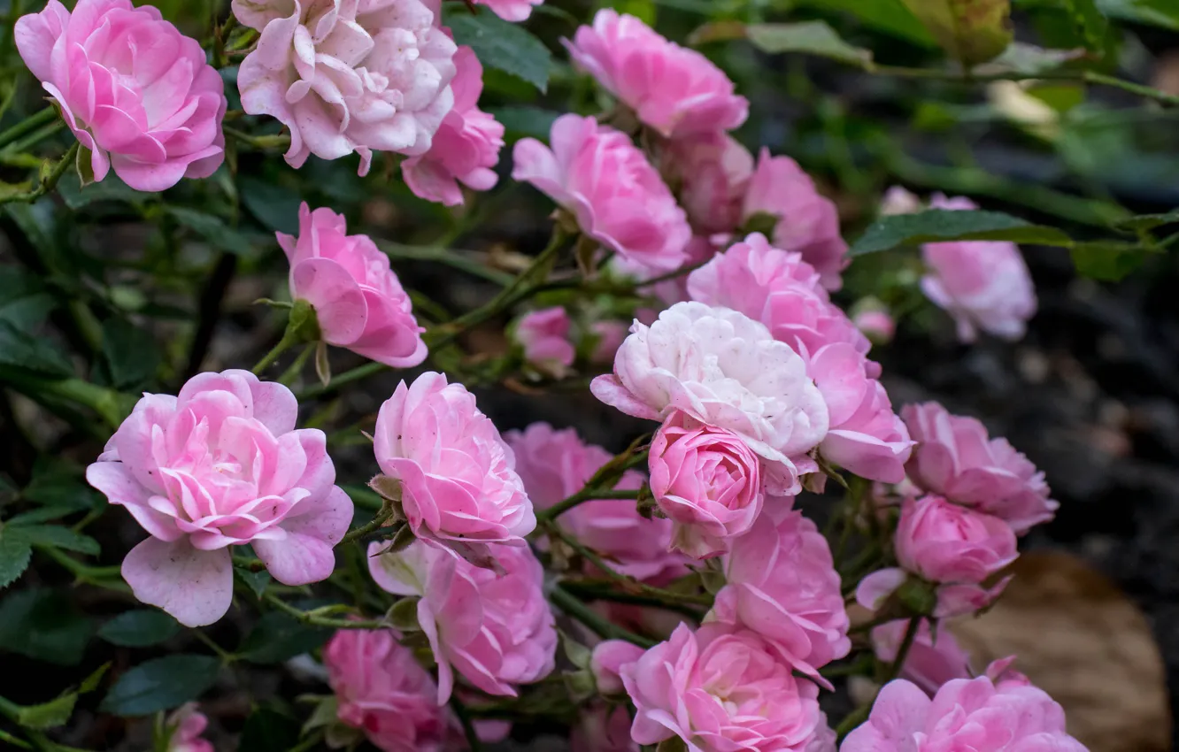 Photo wallpaper roses, petals, pink, the bushes