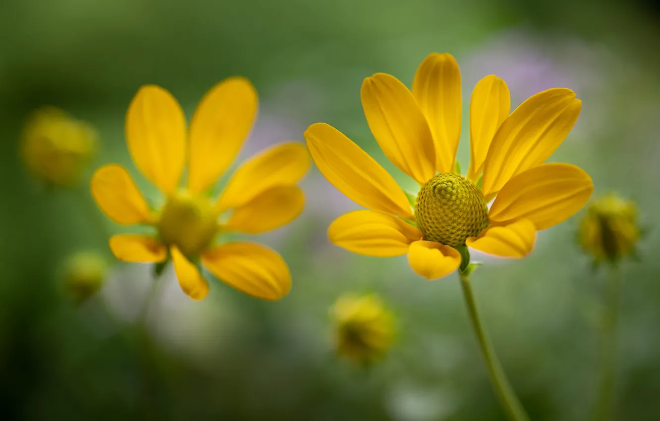 Photo wallpaper macro, petals, bokeh, rudbeckia