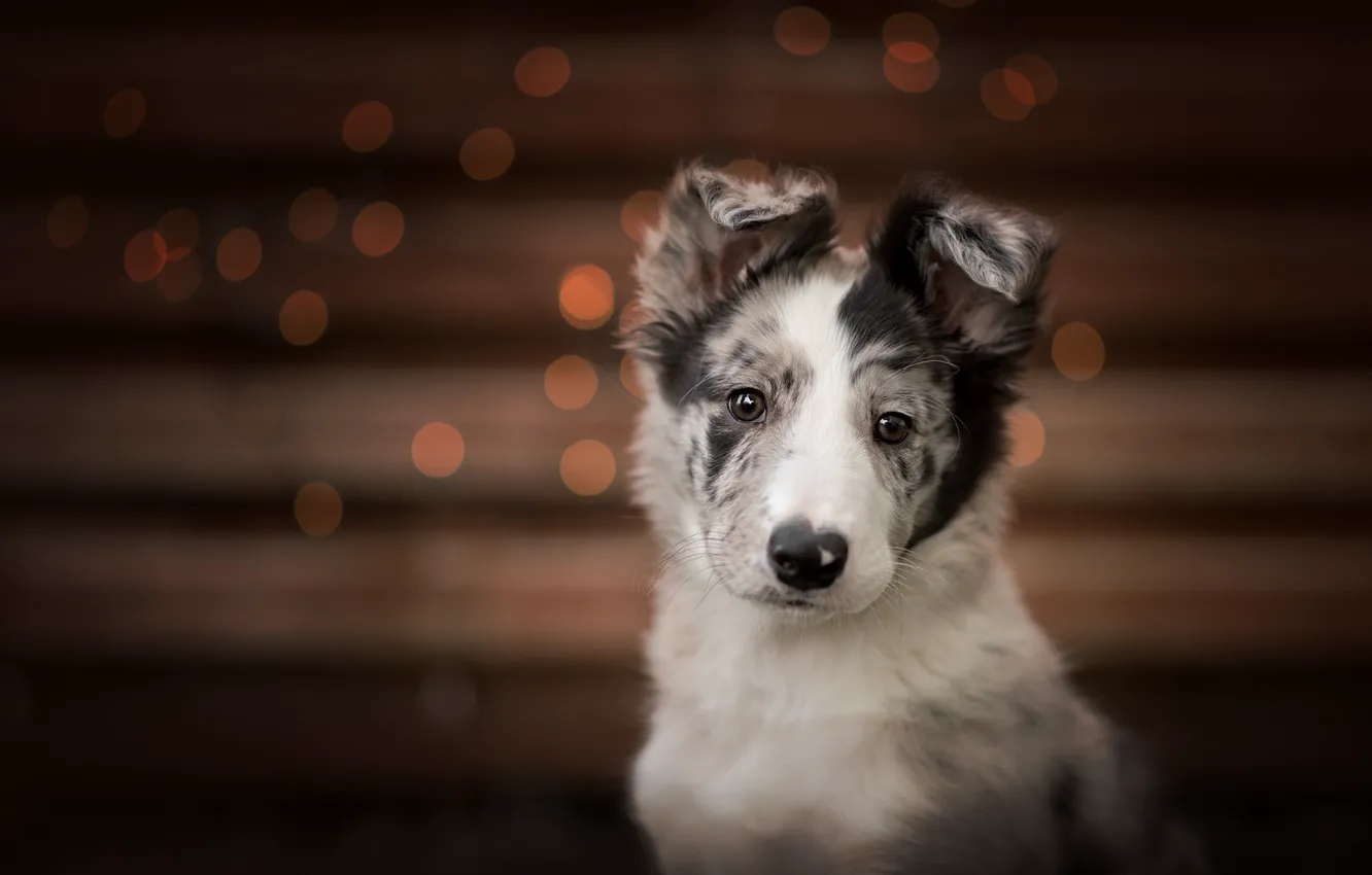 Photo wallpaper look, pose, the dark background, dog, puppy, face, bokeh, spotted