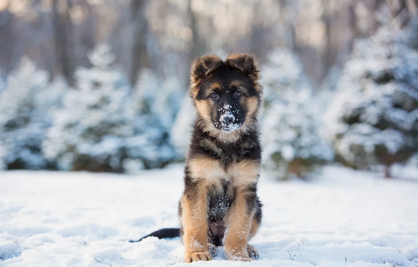 Photo wallpaper winter, dog, puppy, German shepherd