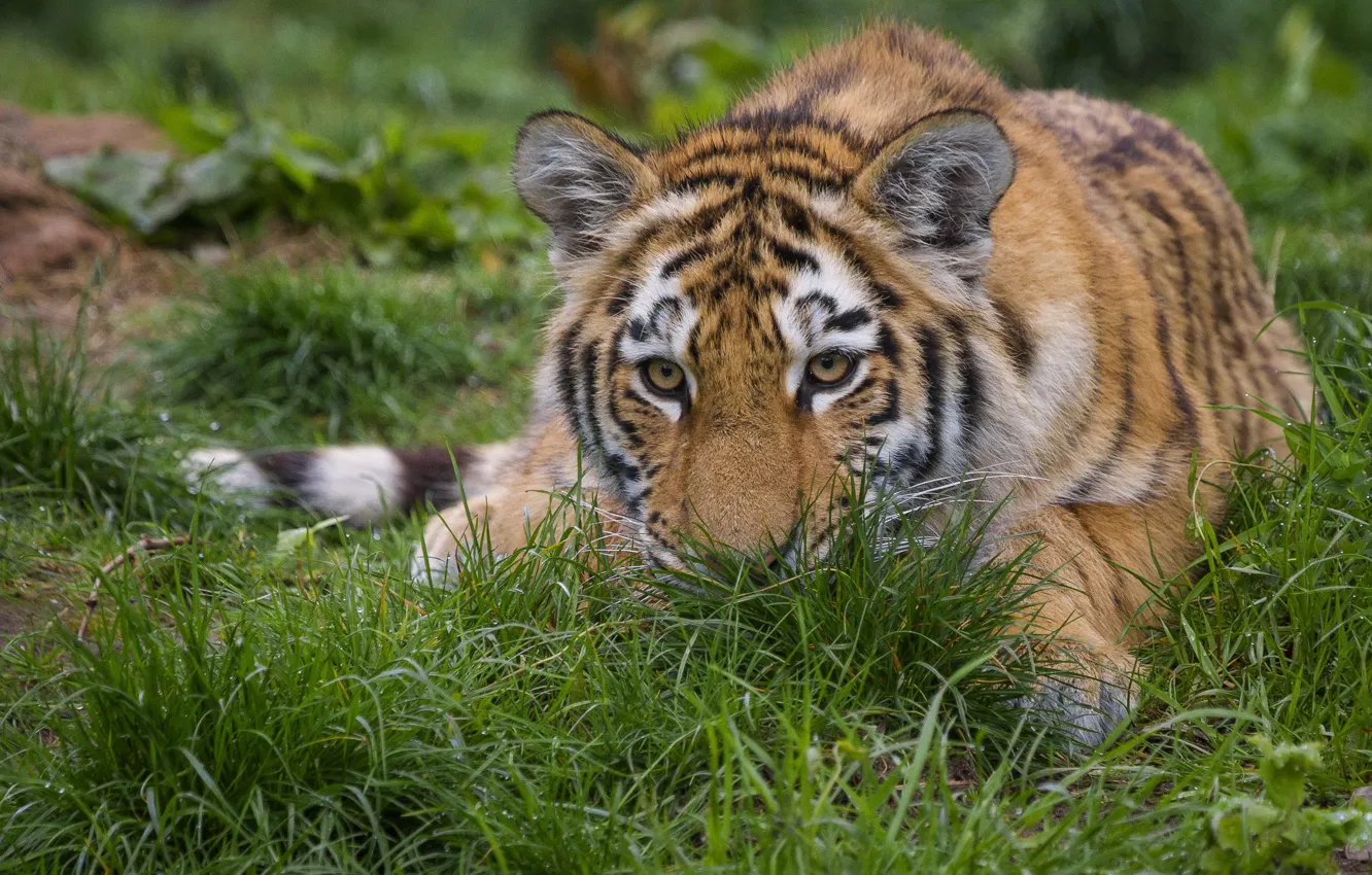 Photo wallpaper grass, face, tiger, portrait, lies, tiger