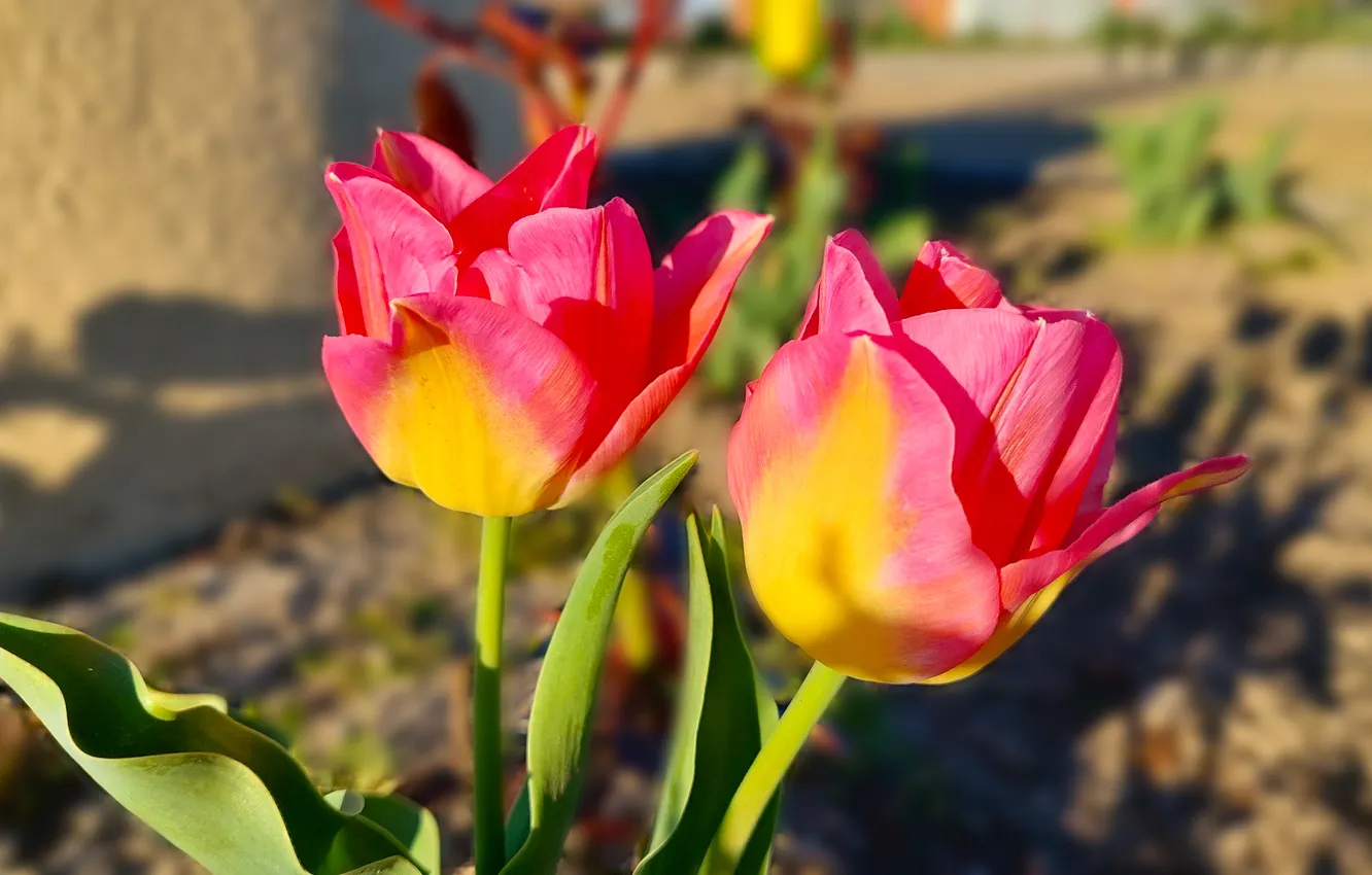Photo wallpaper tulips, flowerbed, spring 2024
