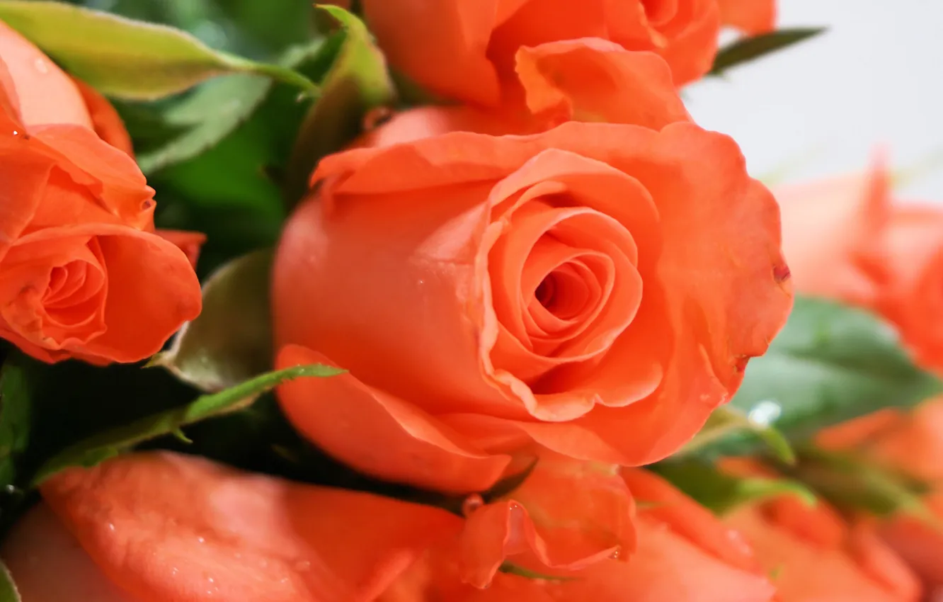 Photo wallpaper macro, flowers, orange, bright, roses, bouquet, buds, blur