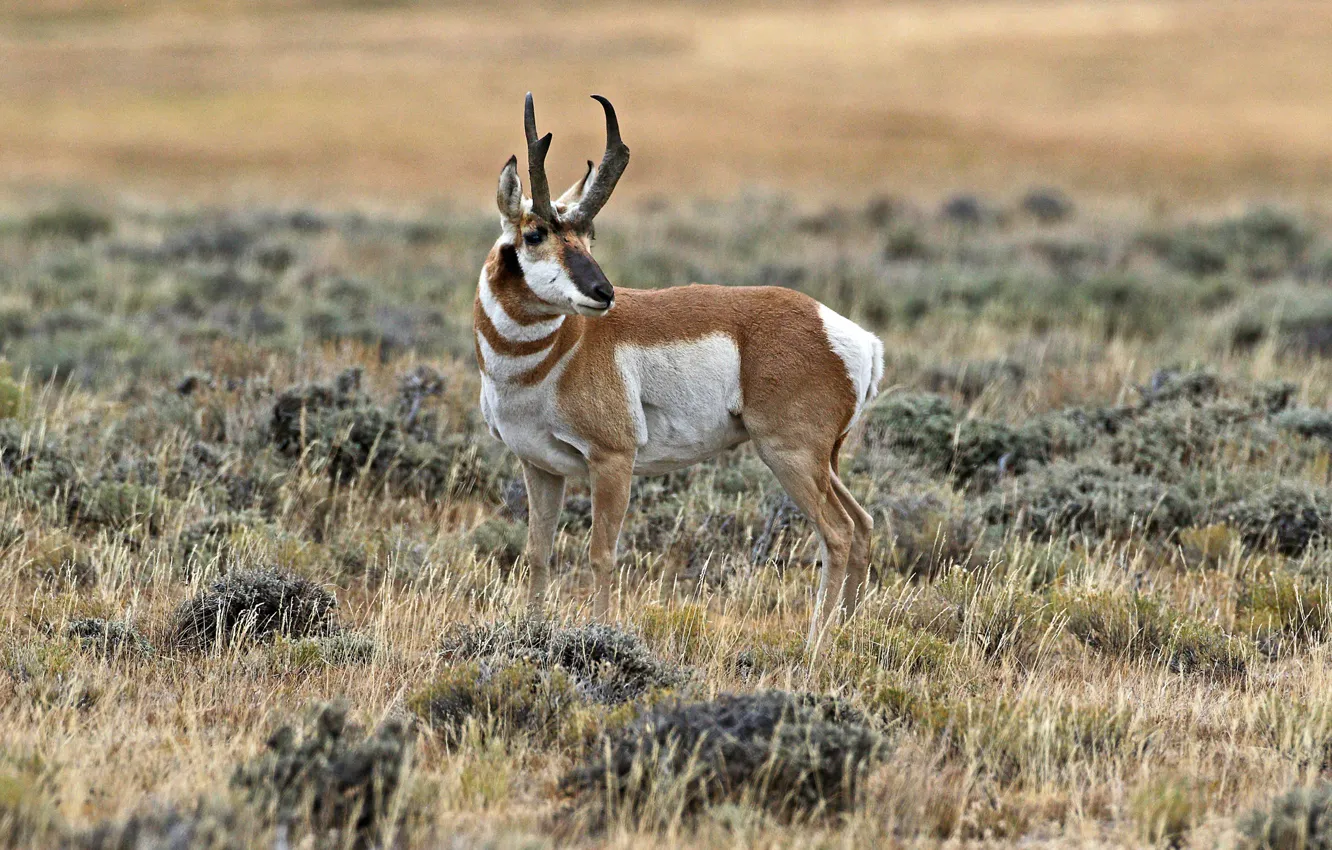 Photo wallpaper horns, mammal, antelope, pronghorn