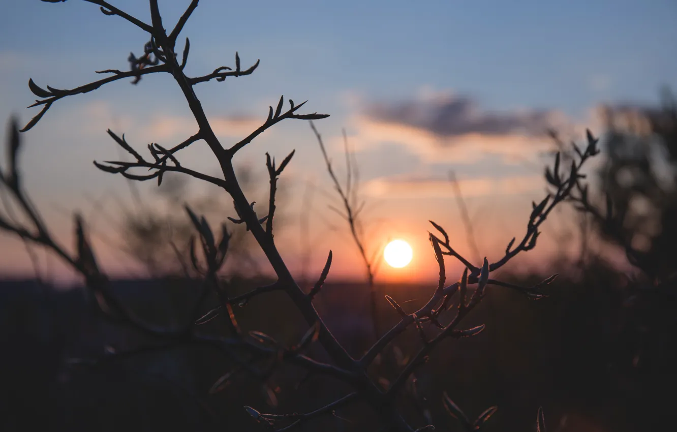 Photo wallpaper the sky, the sun, sunset, nature, plant, close-up, nature, sunset