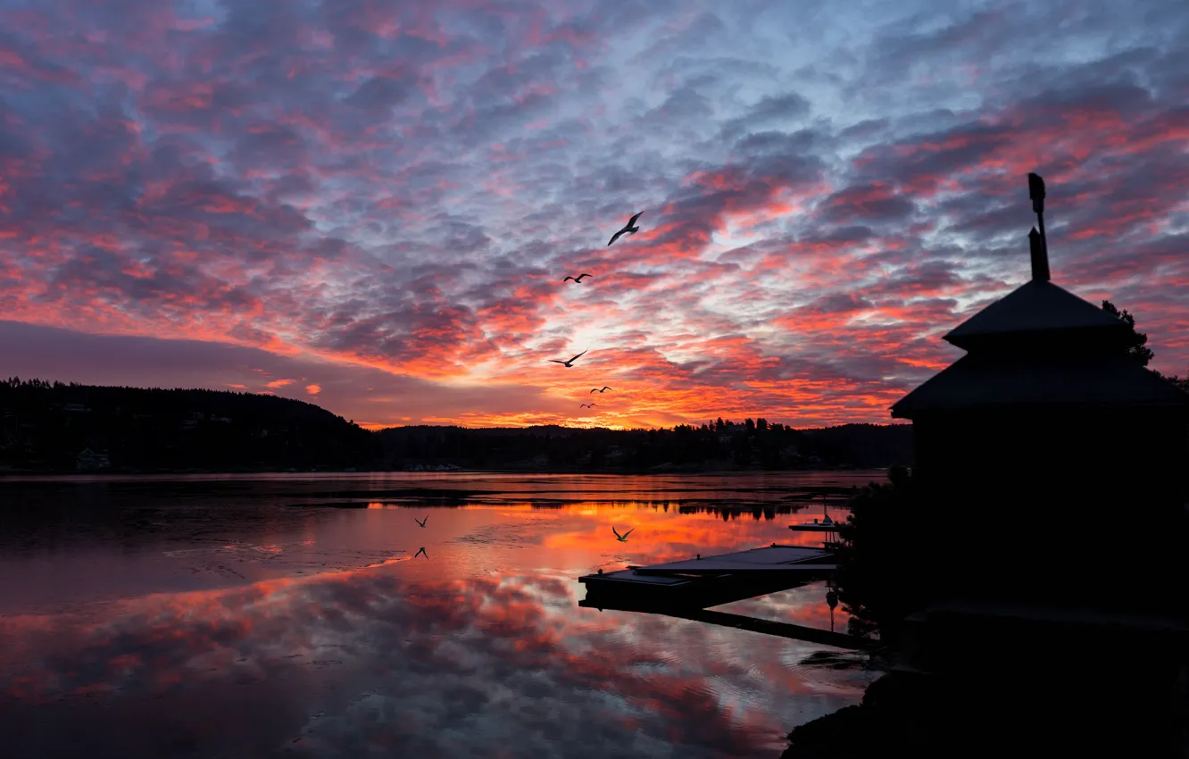 Photo wallpaper roof, forest, the sky, clouds, flight, sunset, darkness, bird
