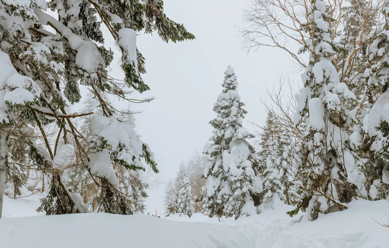 Photo wallpaper winter, forest, snow, trees, branches, nature, ate, the snow