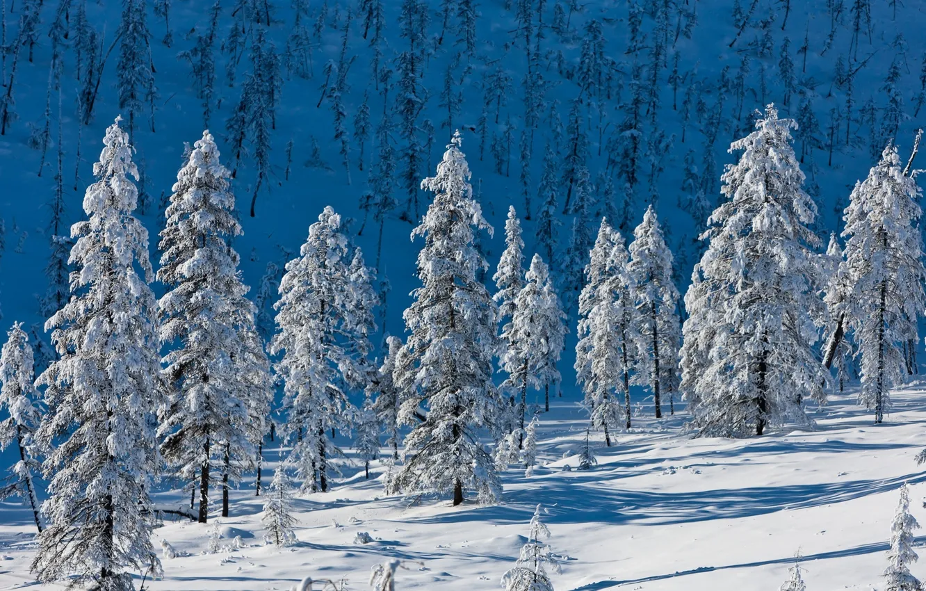 Photo wallpaper snow, trees, mountains, nature