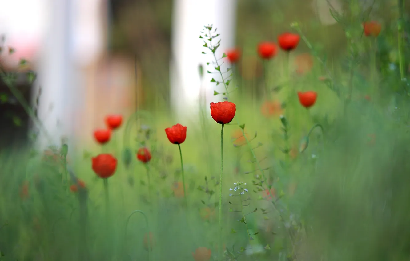 Photo wallpaper summer, Maki, meadow