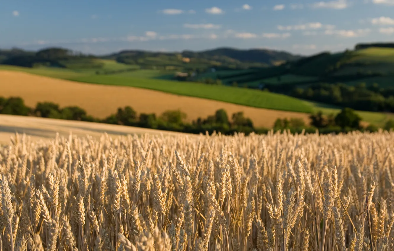 Photo wallpaper wheat, field, the sky, nature, field