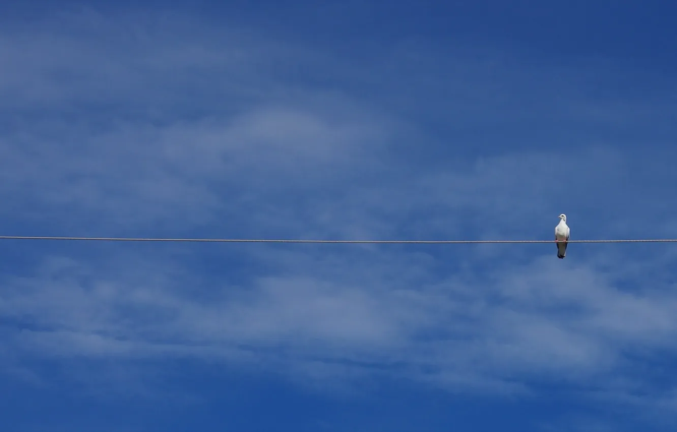 Photo wallpaper the sky, background, bird