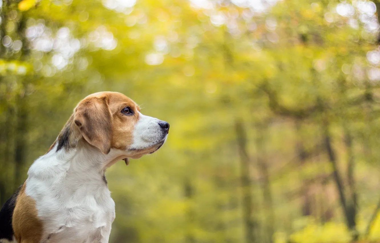 Photo wallpaper look, each, dog