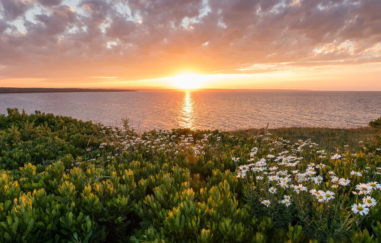Photo wallpaper sunset, flowers, the ocean, coast, chamomile, Canada, Canada, Nova Scotia