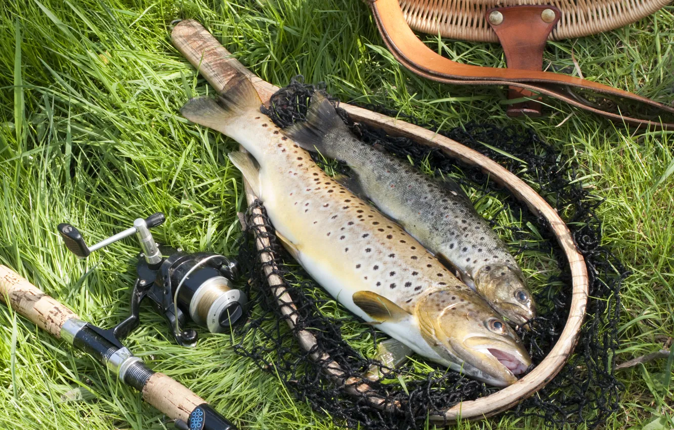 Photo wallpaper fish, fishing, lawn, fishing equipment