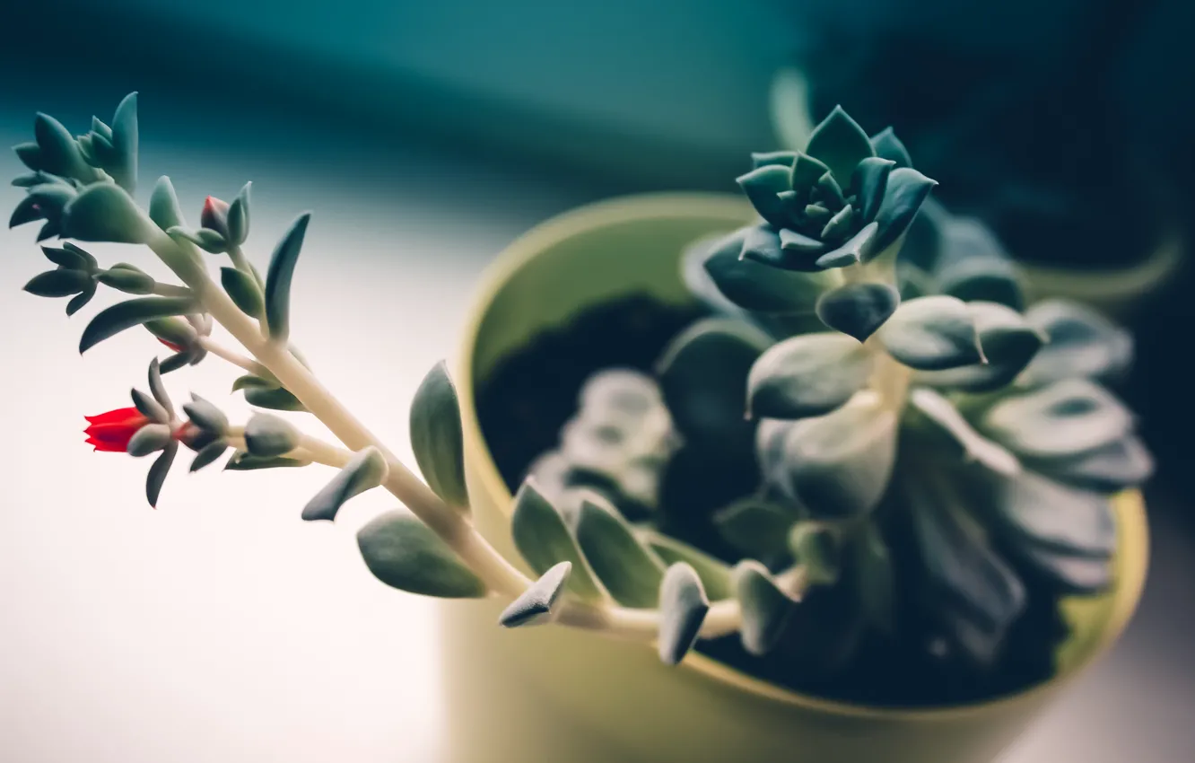 Photo wallpaper flowers, green, red, love, flower, 1920 x 1080