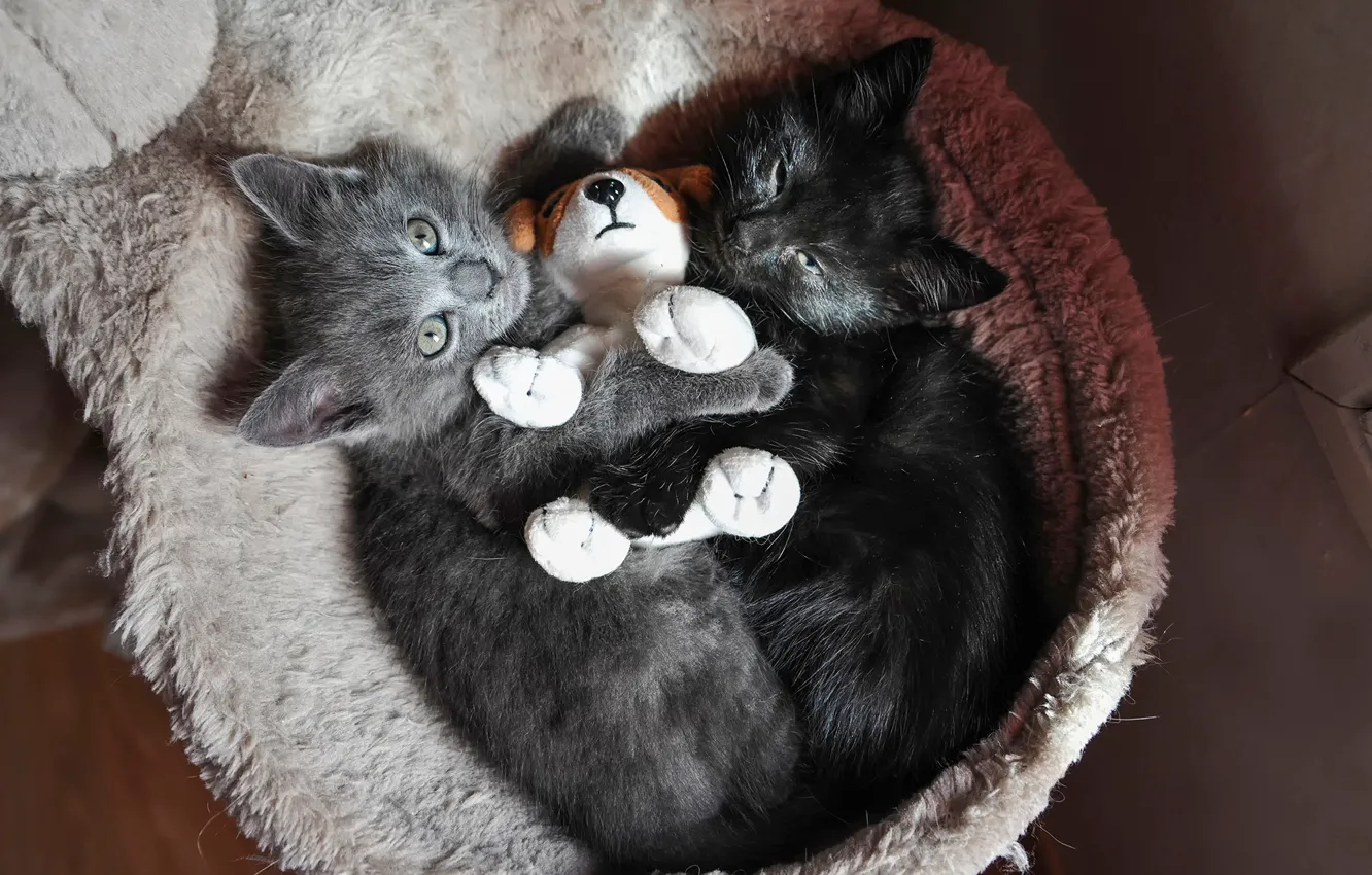 Photo wallpaper toy, kittens, hugs