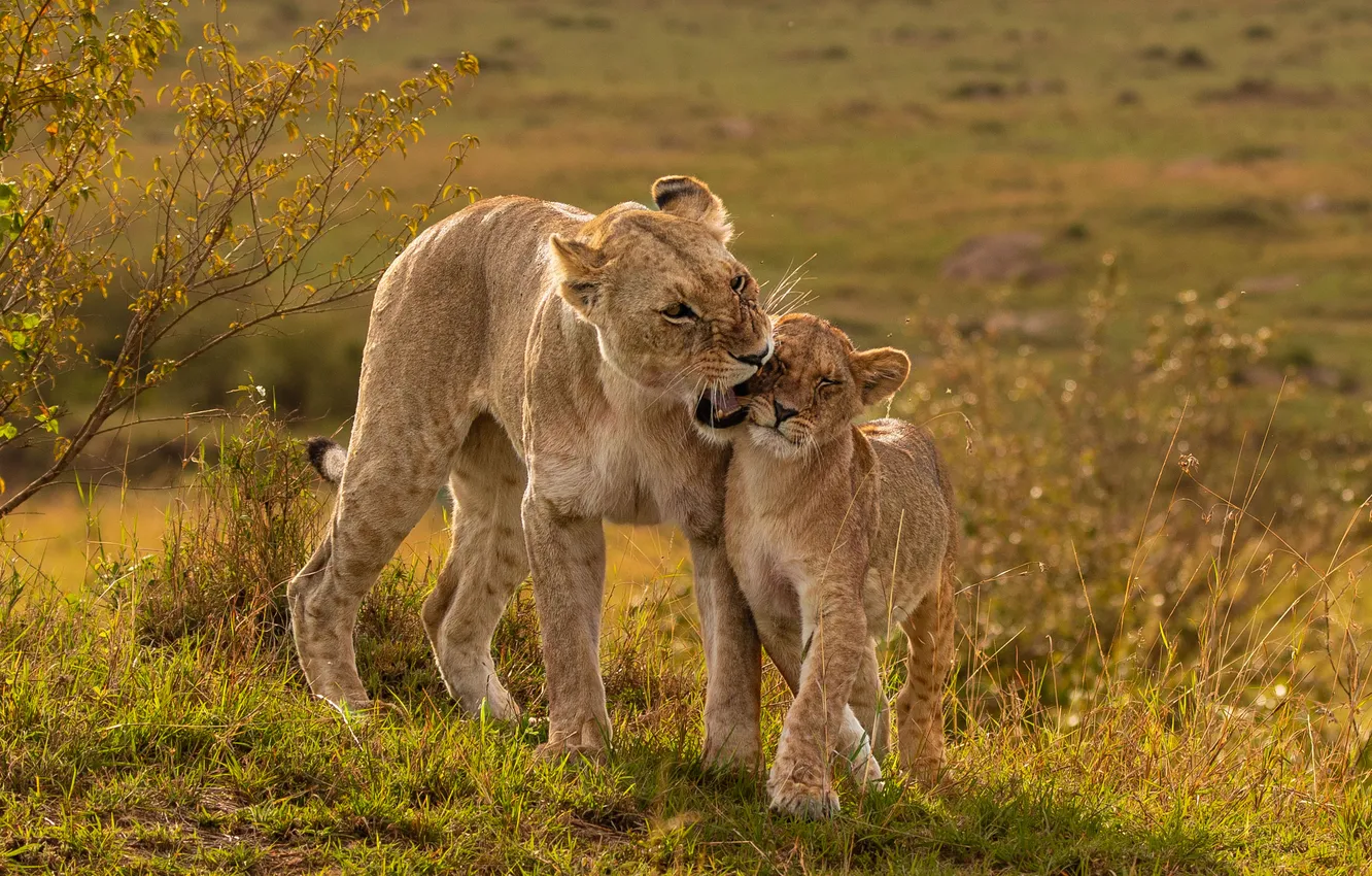 Photo wallpaper Leo, lioness, lion