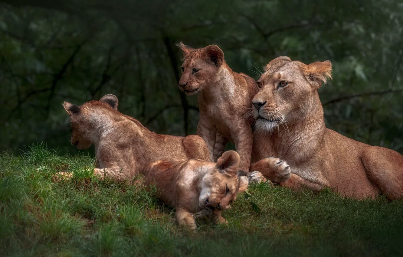 Photo wallpaper glade, kids, lions, the cubs, lioness, mom, lion, lion