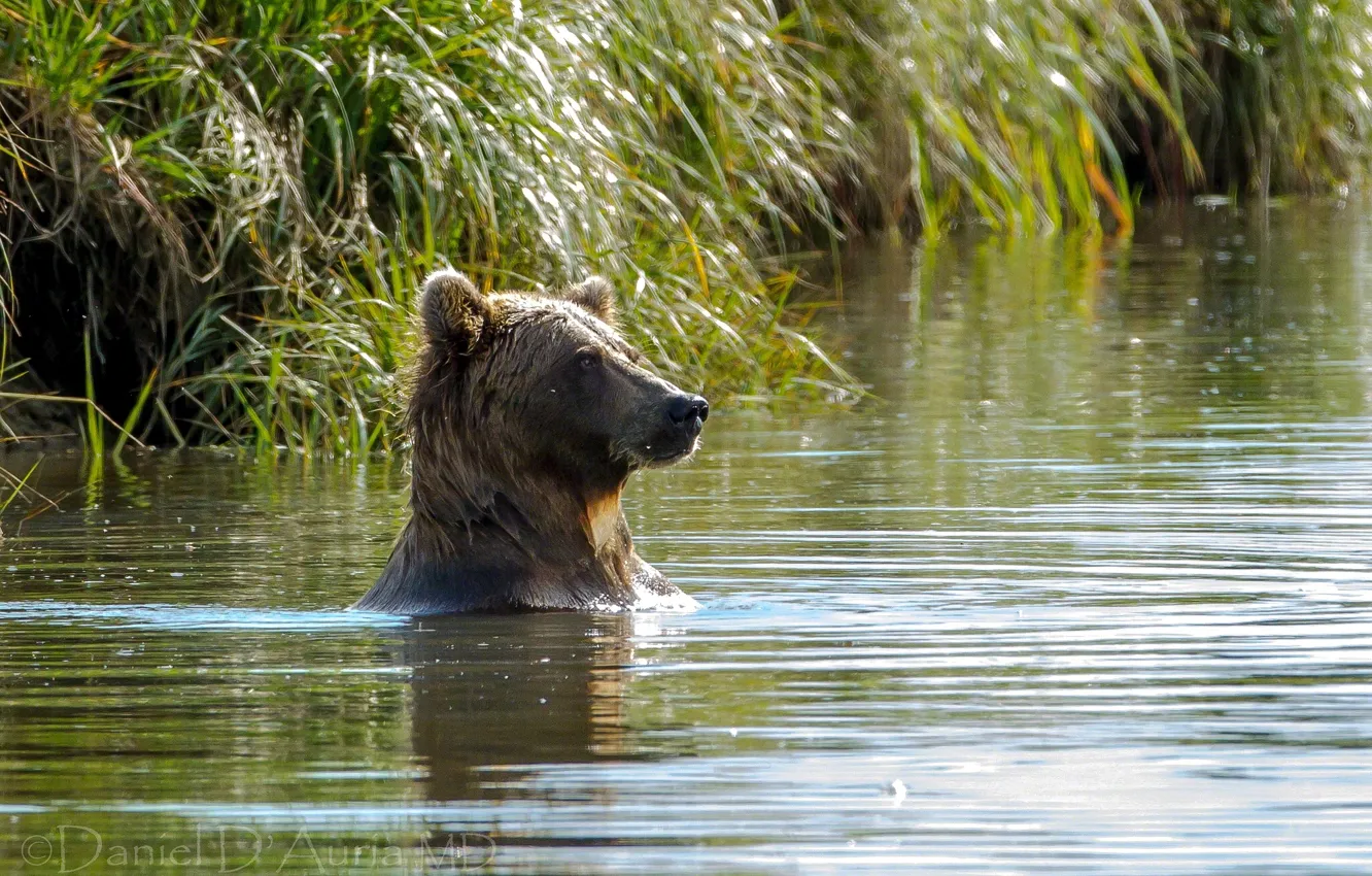 Photo wallpaper water, lake, bear, bathing