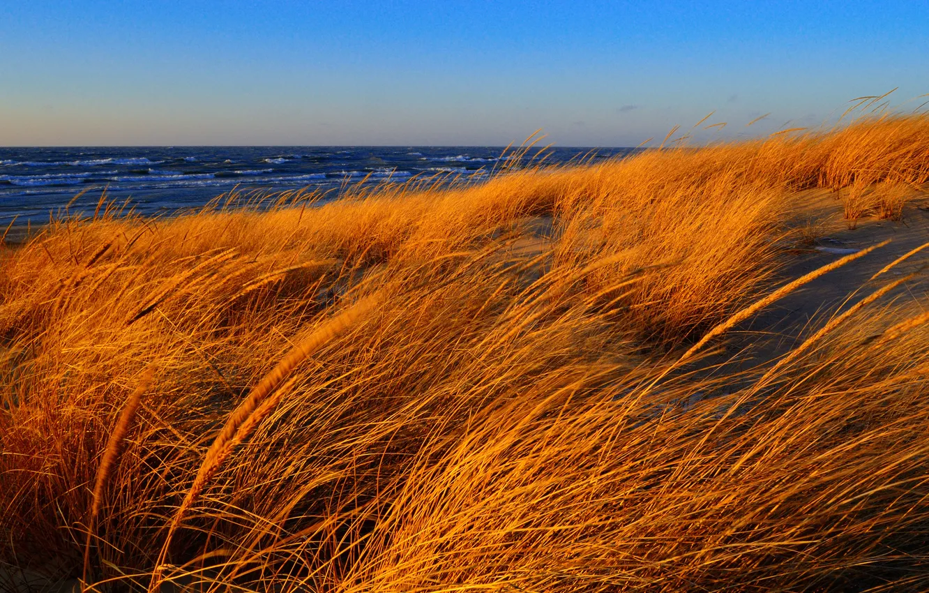 Photo wallpaper sea, wave, autumn, the sky, grass, the wind, shore
