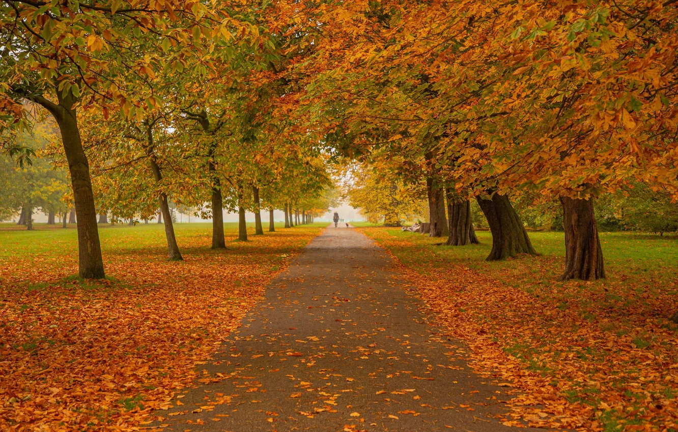 Wallpaper autumn, England, London for mobile and desktop, section