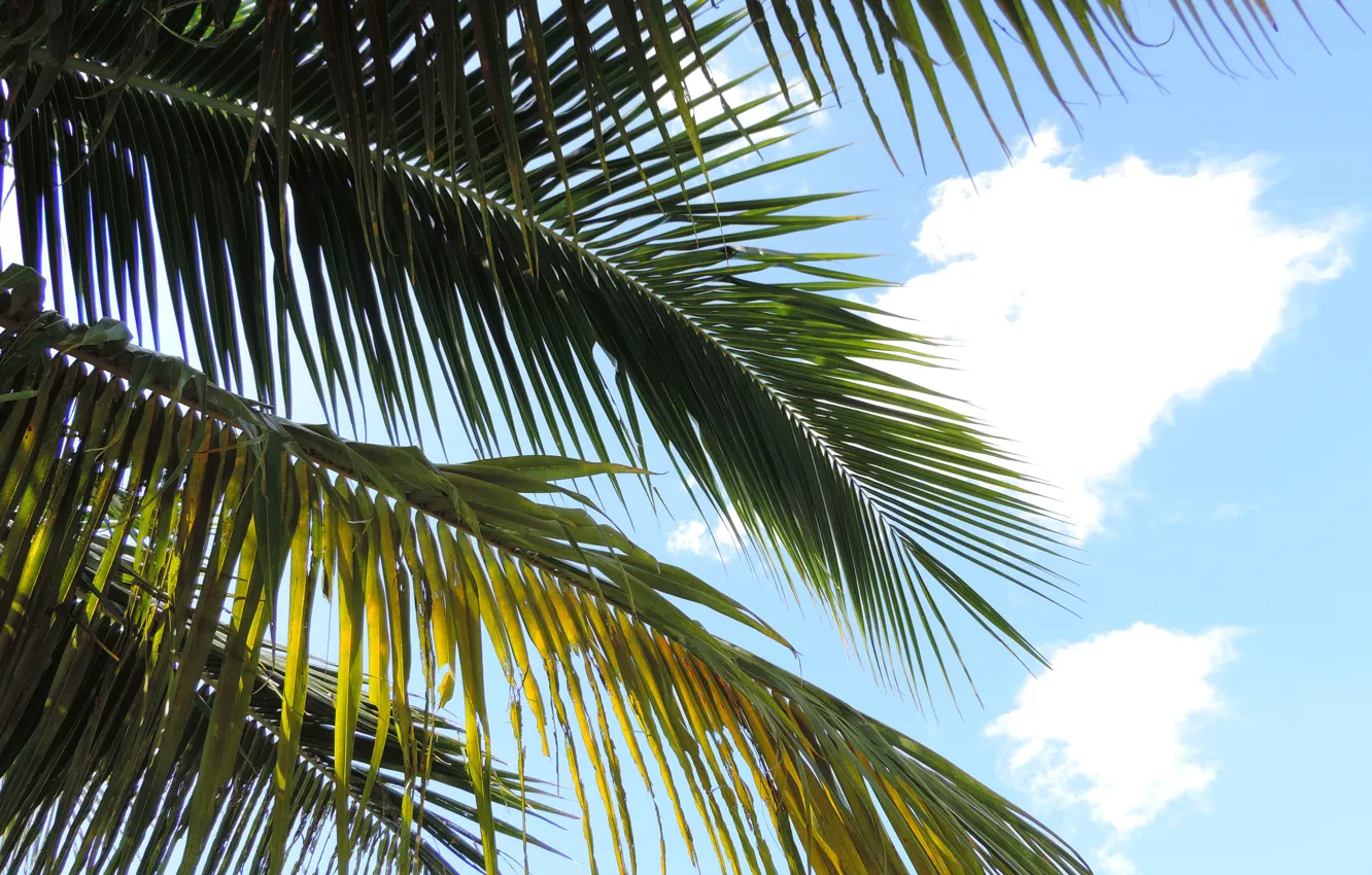 Photo wallpaper the sky, tropics, palm trees