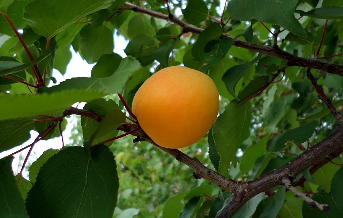 Photo wallpaper summer, fruit, apricots