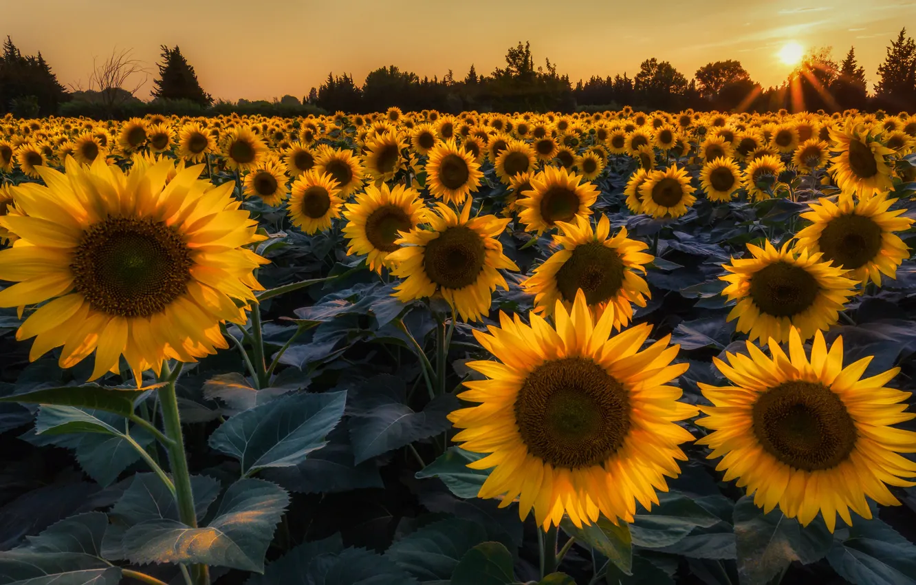 Photo wallpaper field, summer, the sun, rays, trees, sunflowers, flowers, the evening