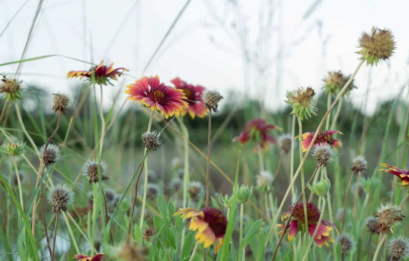 Photo wallpaper flowers, grass, field, meadow