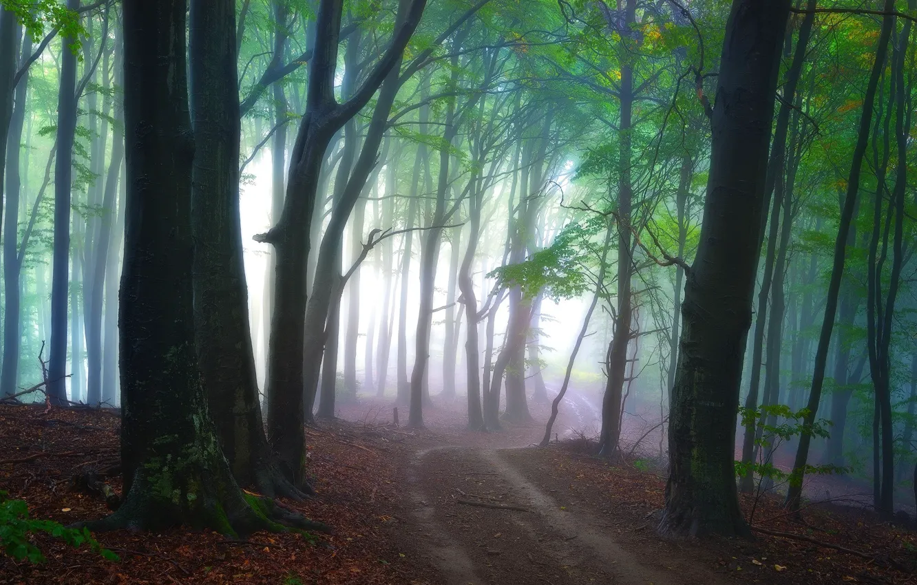 Photo wallpaper road, forest, light, trees, nature, fog, morning