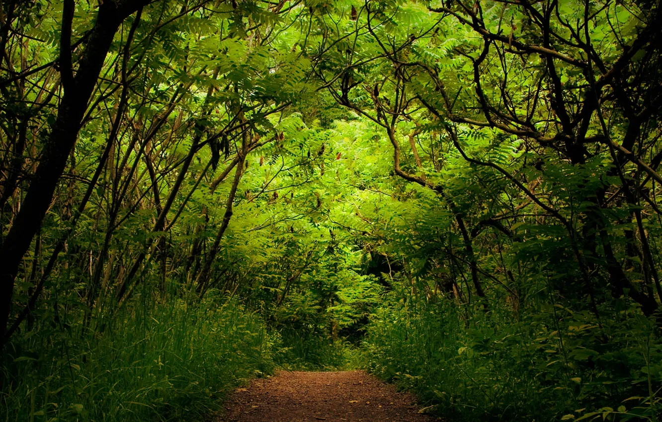 Photo wallpaper greens, forest, nature, plants