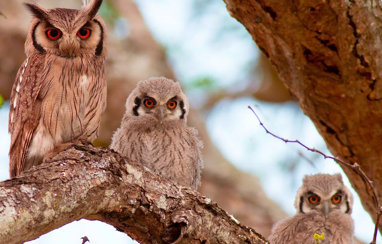 Photo wallpaper animals, tree, wildlife, Three owls