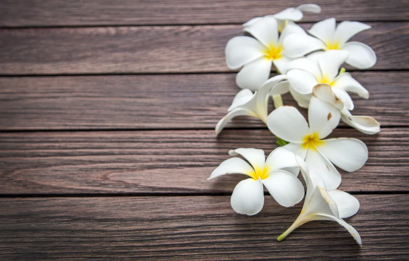 Photo wallpaper flowers, white, wood, flowers, plumeria, plumeria