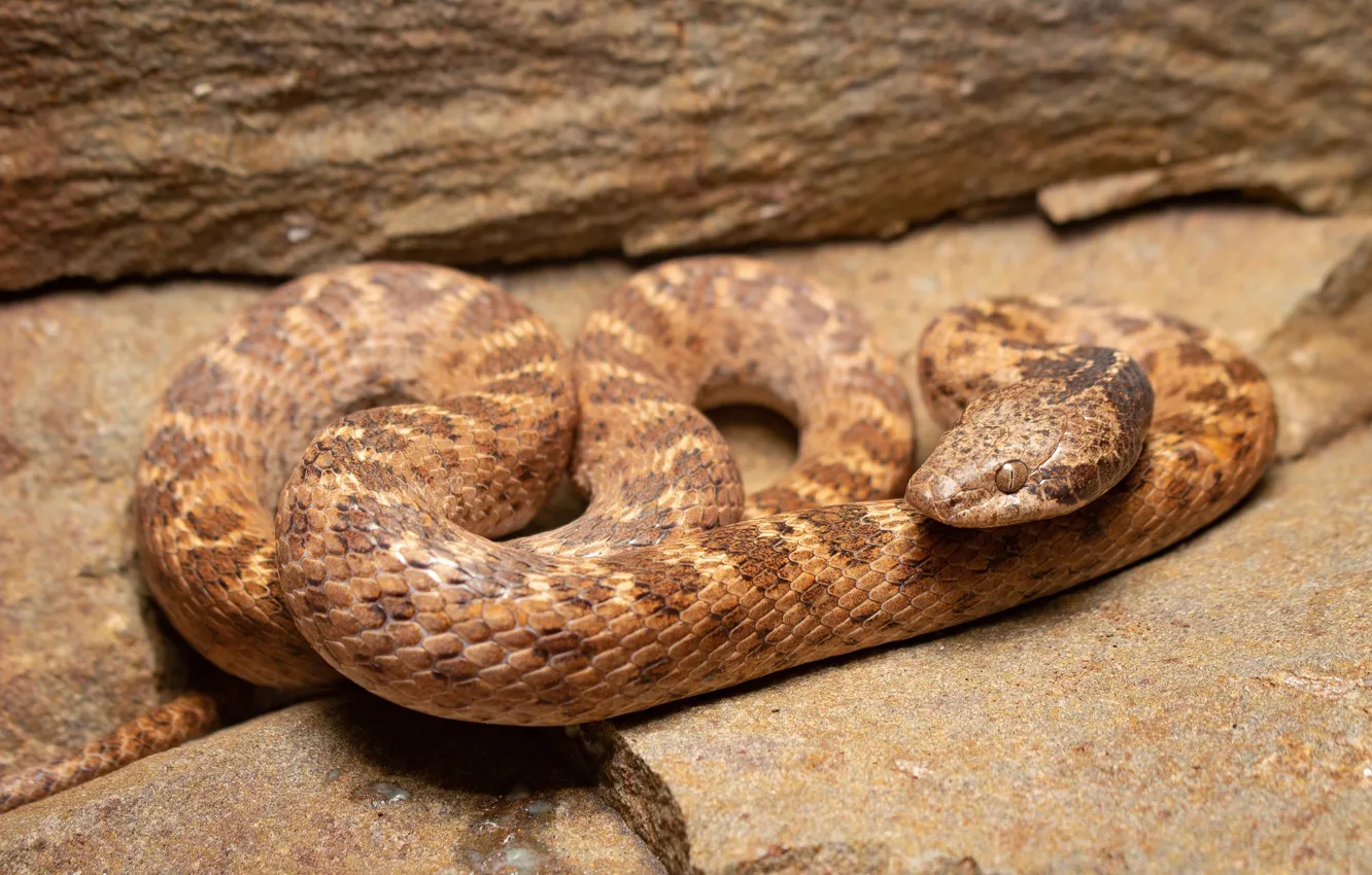 Photo wallpaper background, snake, brown