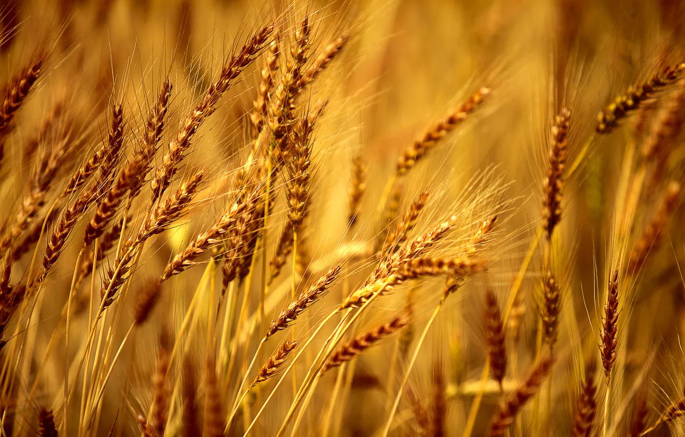 Photo wallpaper yellow, close up, bearded barley