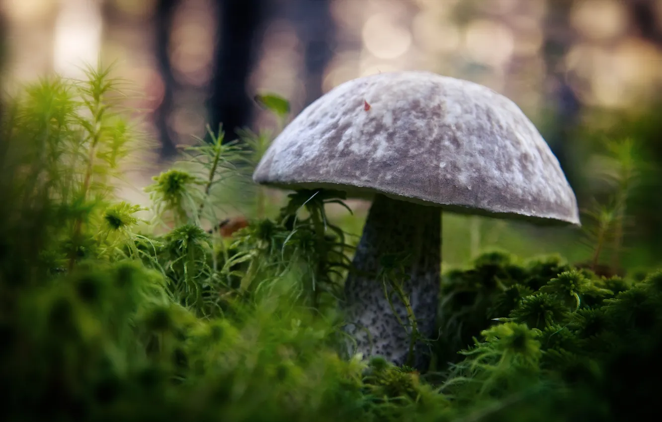 Photo wallpaper greens, mushrooms, Borovik