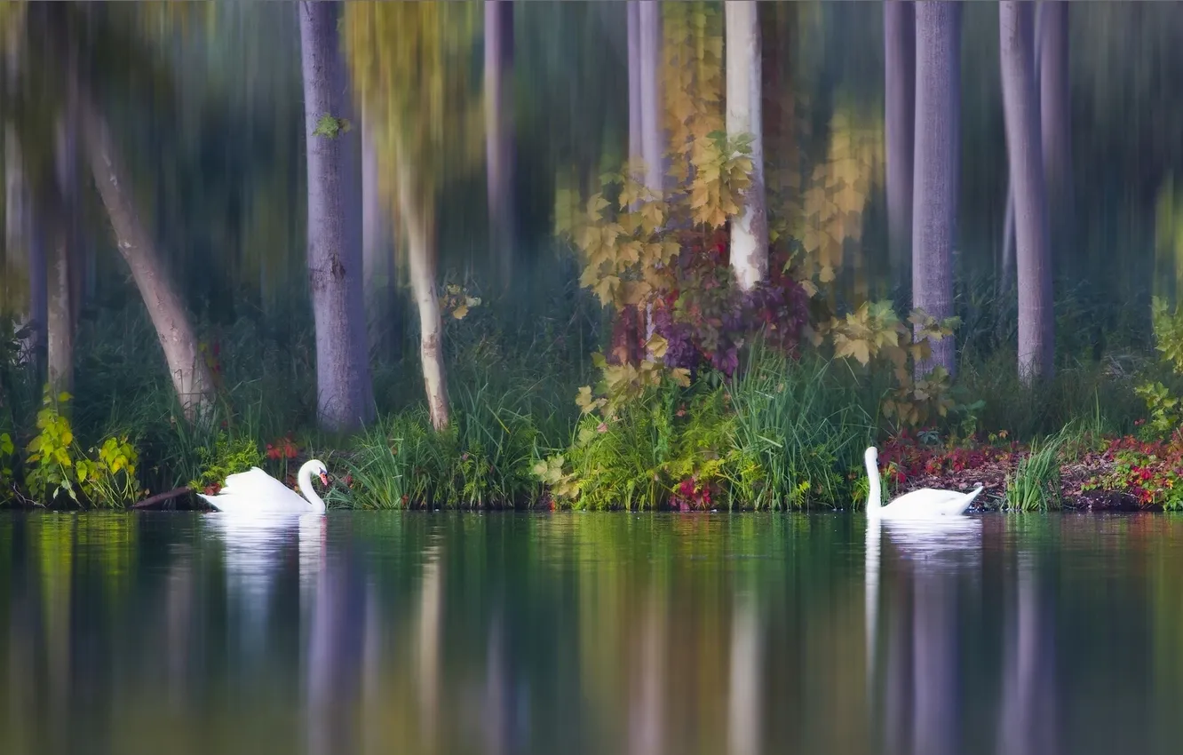 Photo wallpaper autumn, birds, lake, a couple, swans