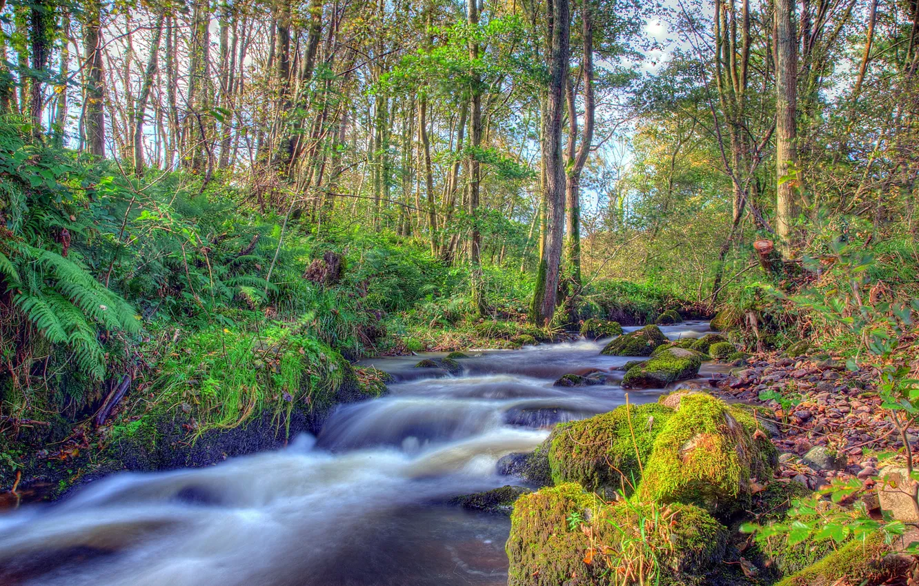 Photo wallpaper forest, trees, river, stones, moss, stream