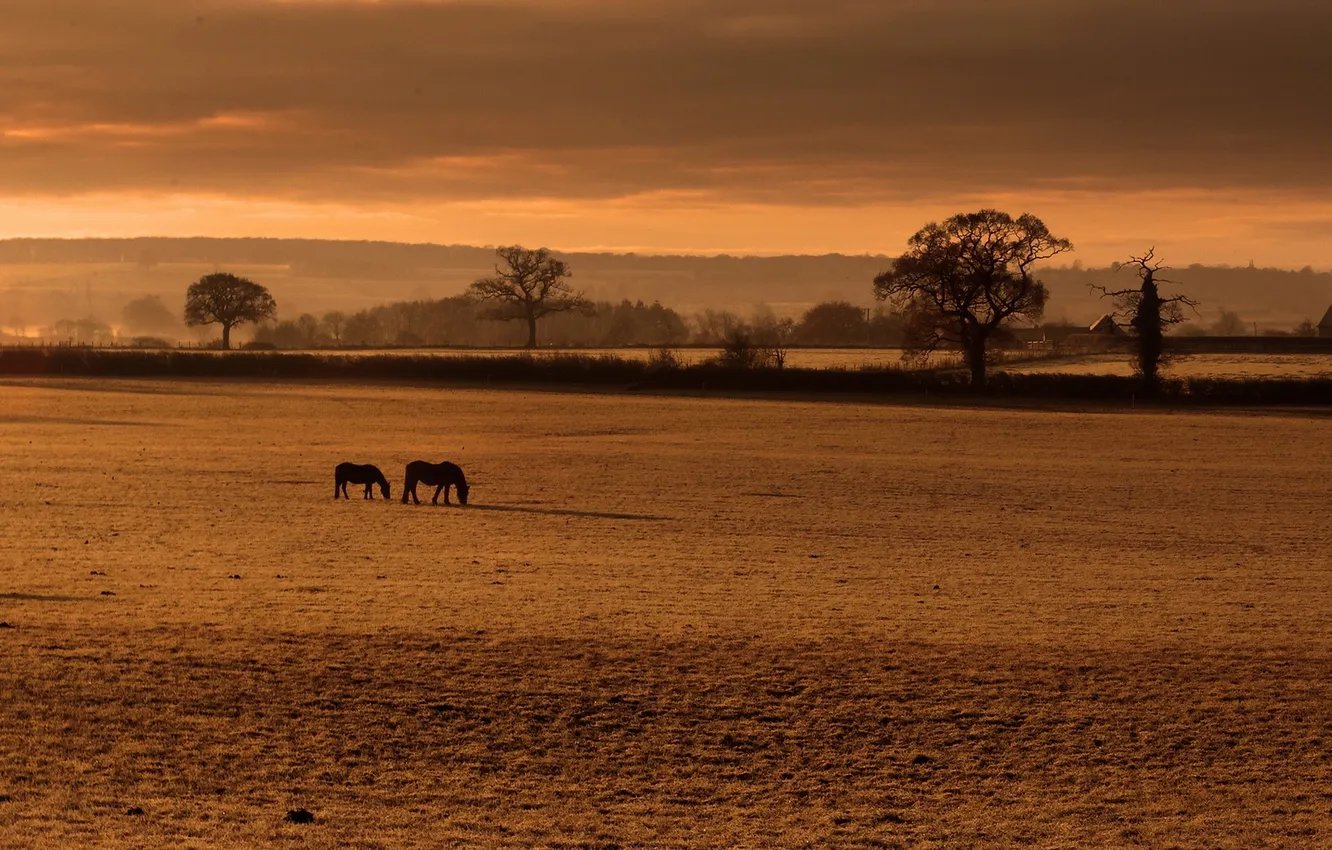 Photo wallpaper field, fog, horse