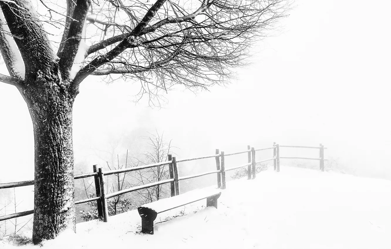 Photo wallpaper winter, trees, bench