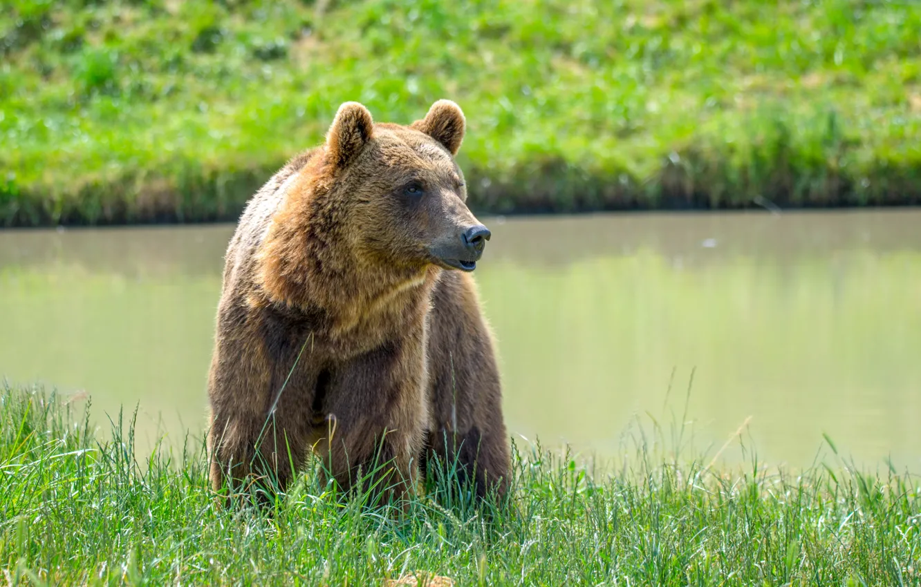 Photo wallpaper summer, grass, predator, brown bear, pond