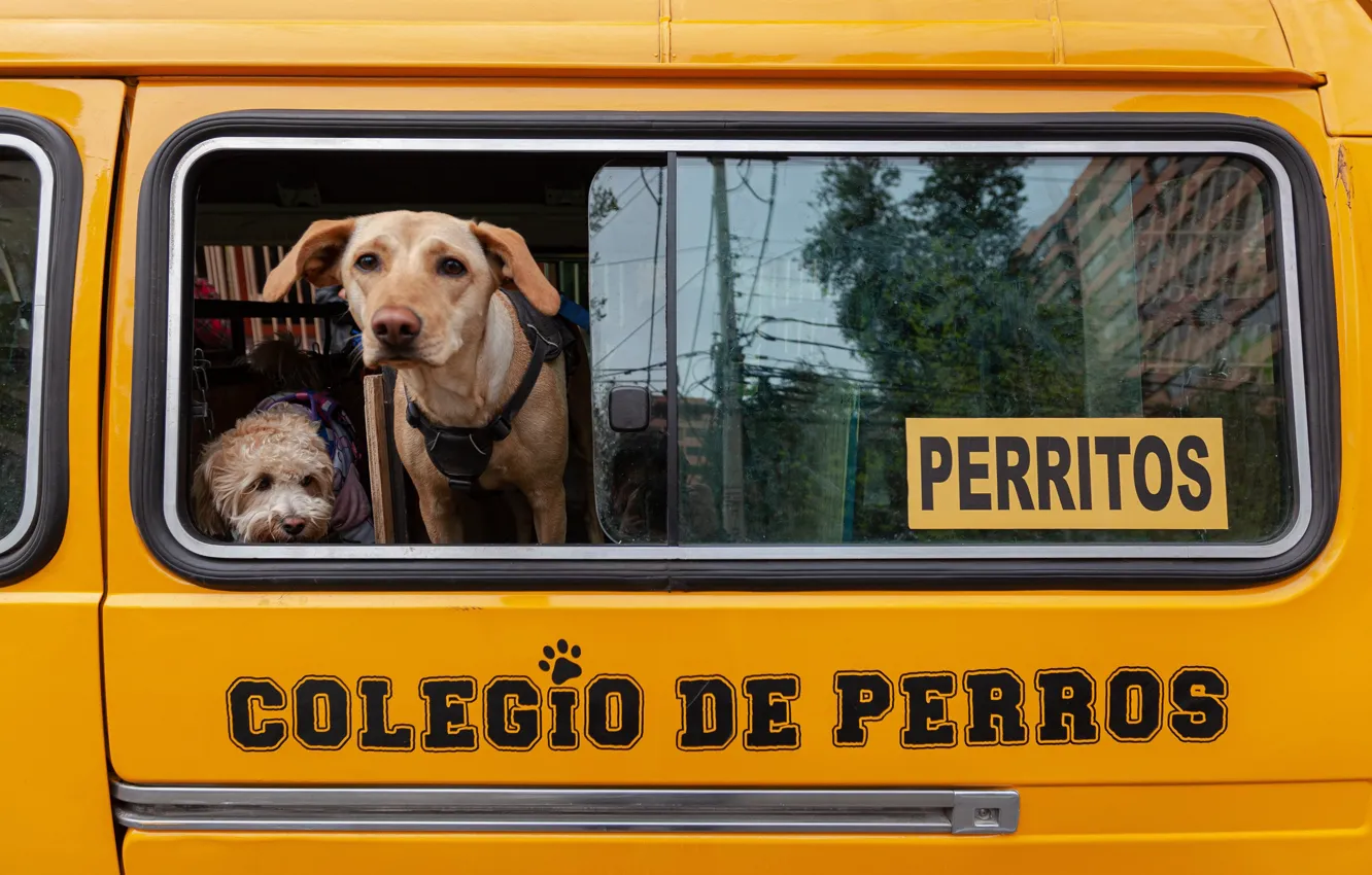 Photo wallpaper dog, bus, Chile, dogs, bus, Chile, Doggy daycare, Kindergarten for dogs