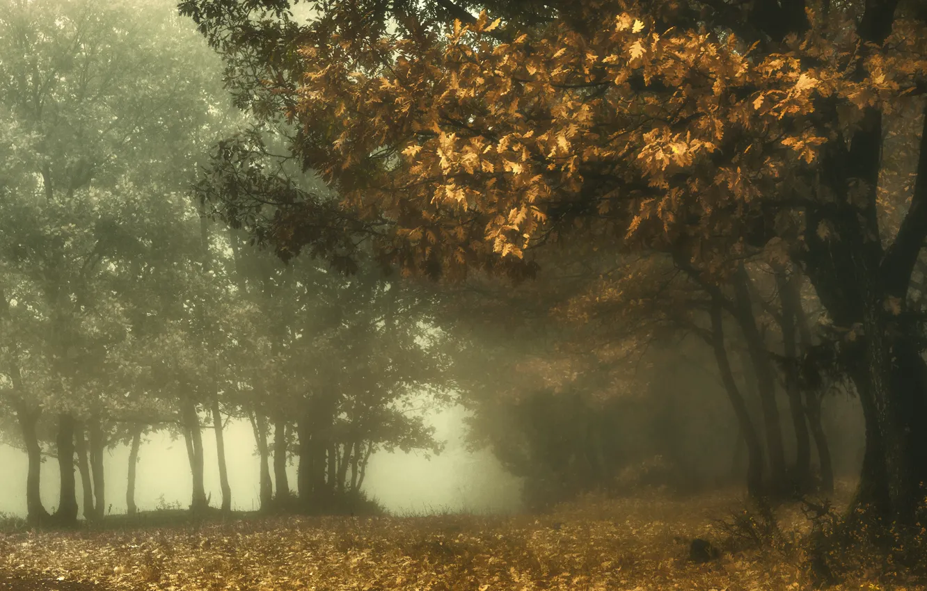Photo wallpaper autumn, forest, fog, Park, branch, foliage, oak, oak forest
