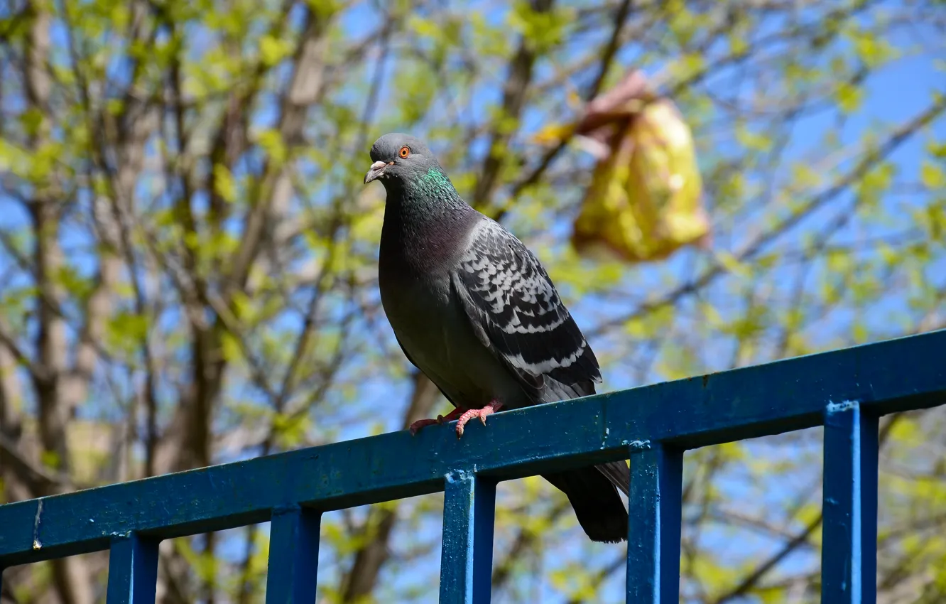 Photo wallpaper pigeons, wild, on the fence