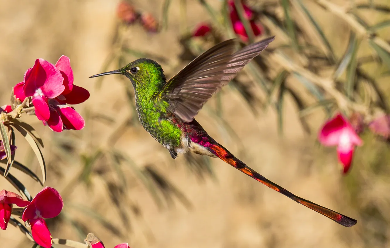 Photo wallpaper flower, bird, wings, beak, Hummingbird, tail