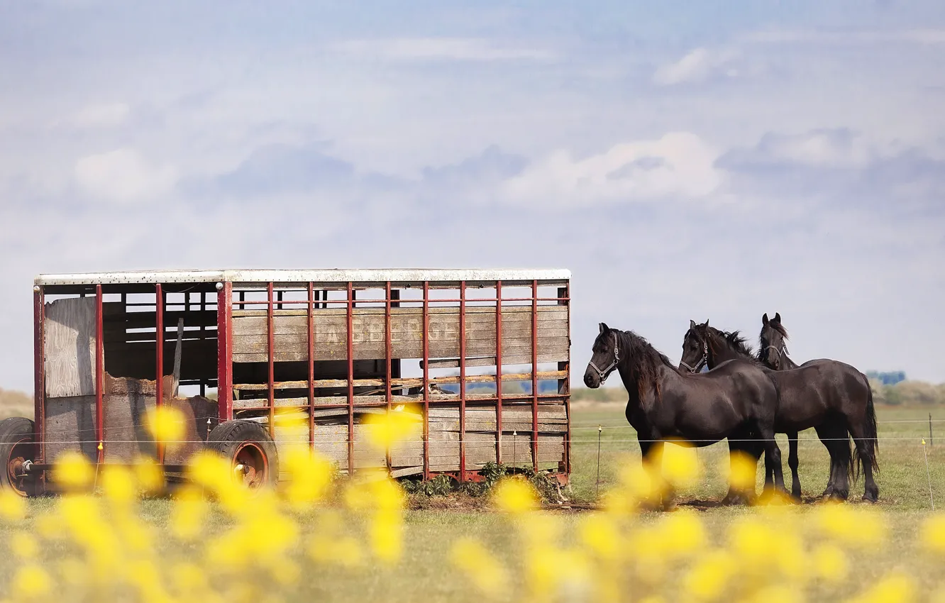 Photo wallpaper the sky, horse, horse, cart