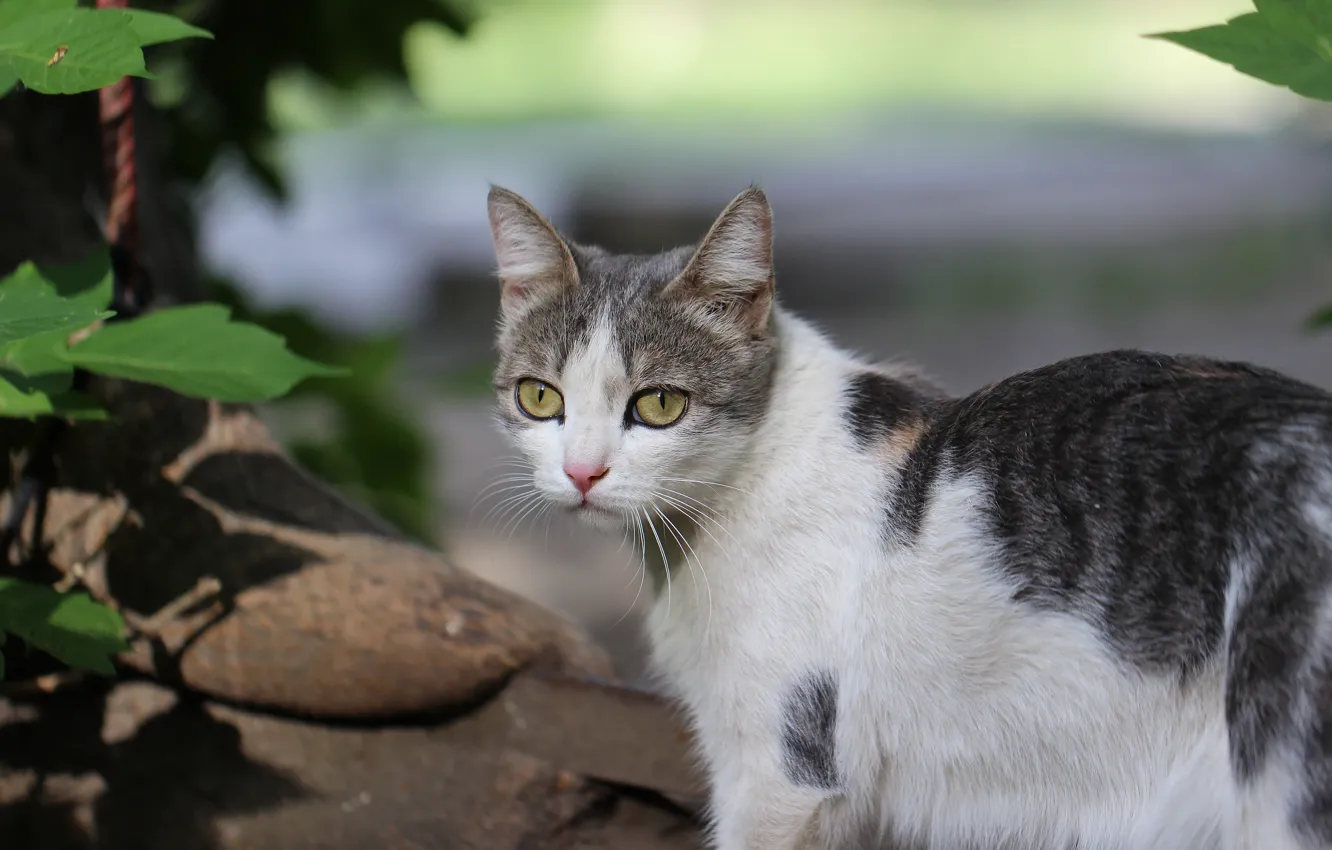 Photo wallpaper cat, look, background